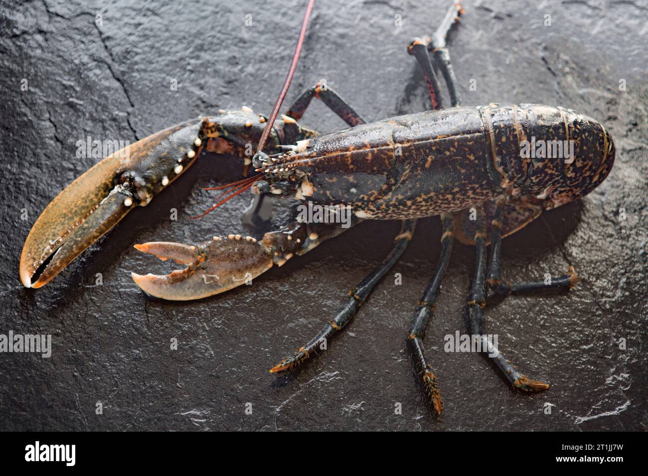 A lobster, Homarus gammarus, caught in the English Channel. It has lost