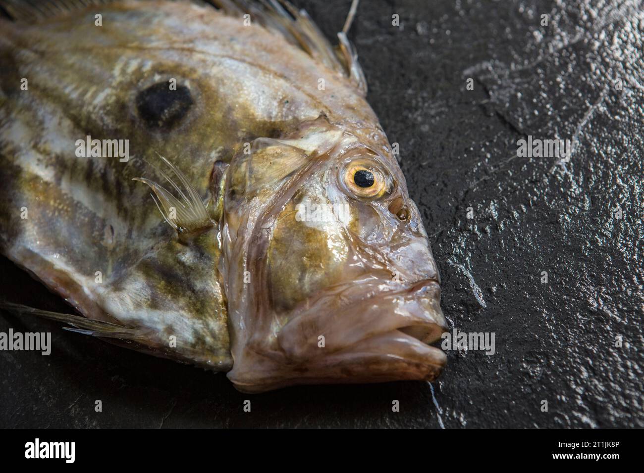 A raw John Dory, Zeus faber, caught in the English Channel. Dorset England UK GB Stock Photo