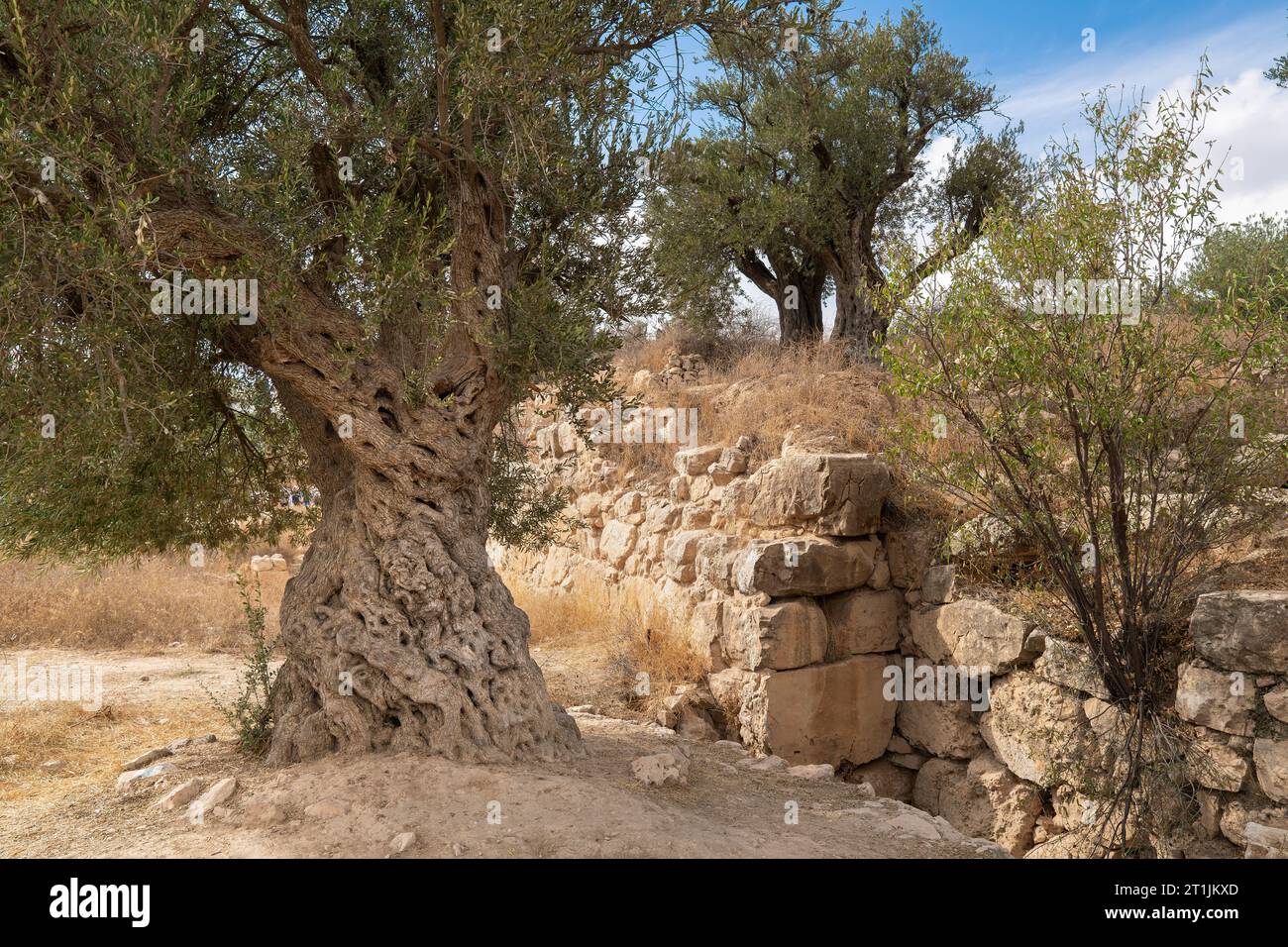 Landscape with old olive trees and ancient ruins Stock Photo - Alamy