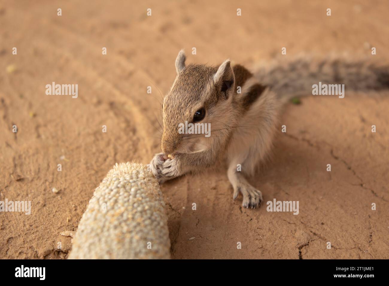 Squirrel in India eating millet from cobs on the ground Stock Photo