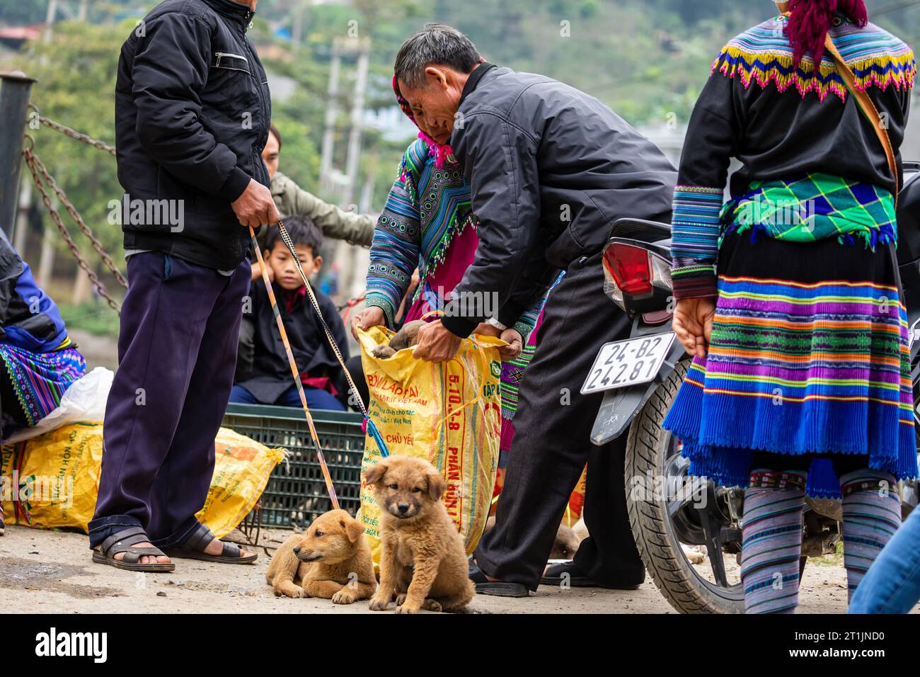The puppies and dogs at the Farmers Bac Ha Market in North Vietnam