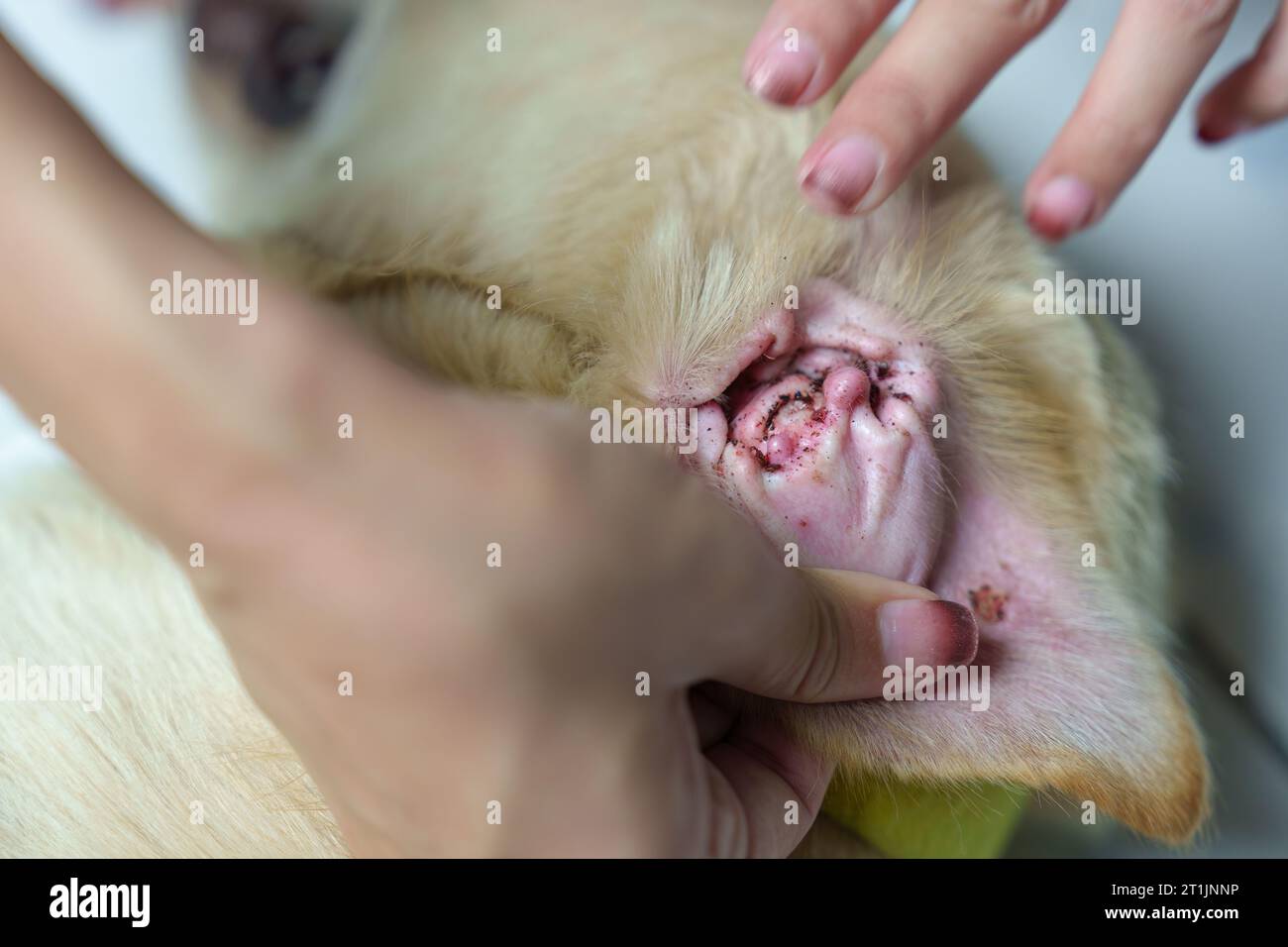 Dog tick vet hi-res stock photography and images - Alamy