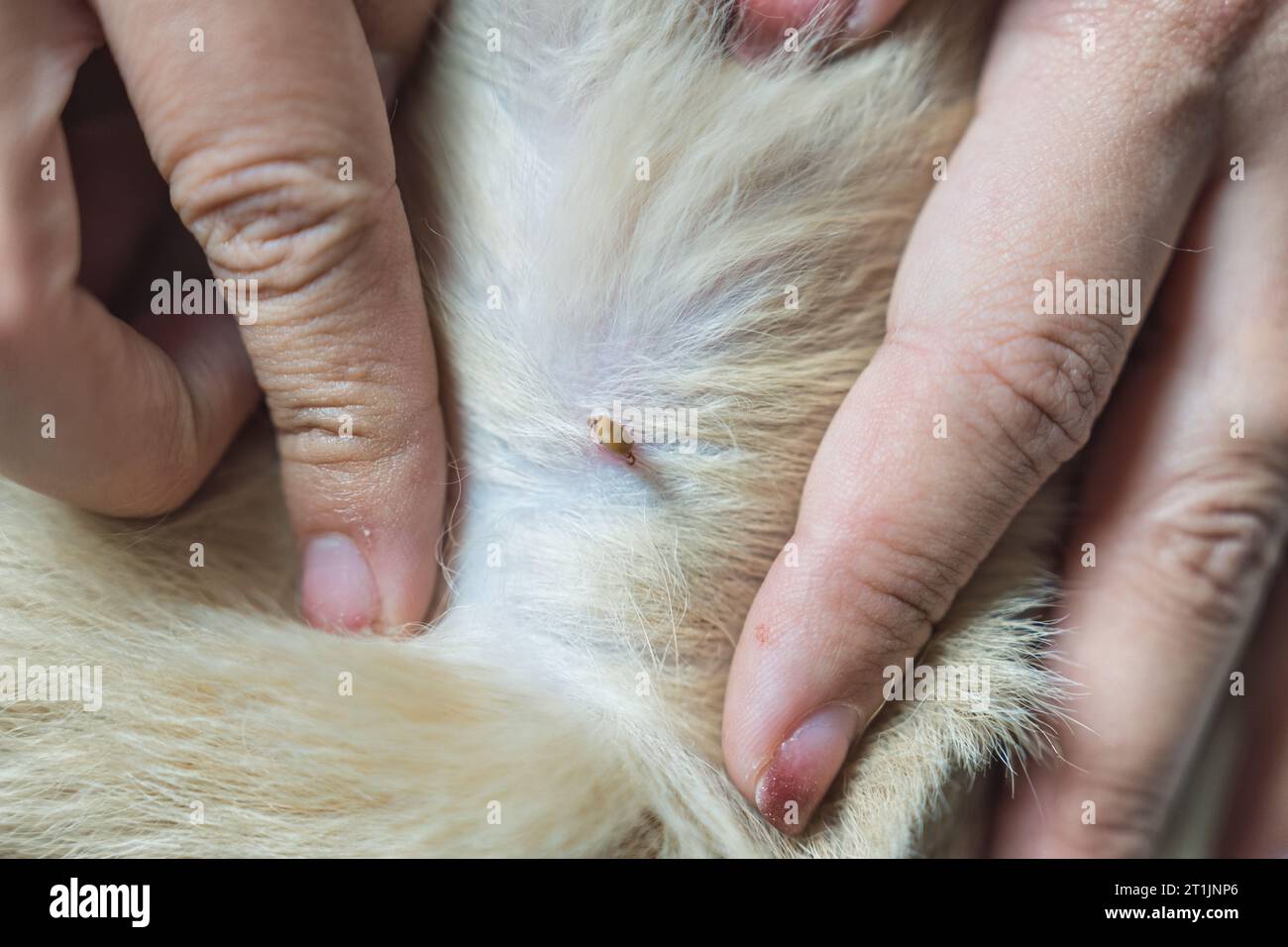 Blood sucking parasite hi-res stock photography and images - Page 13 - Alamy