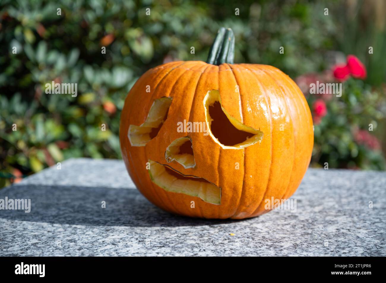 Self-carved pumpkin with frightened and scary face as decoration for Halloween time Stock Photo