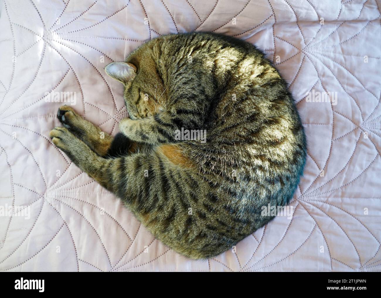 The cat sleeps curled up on the bed. Domestic tabby cat of the European