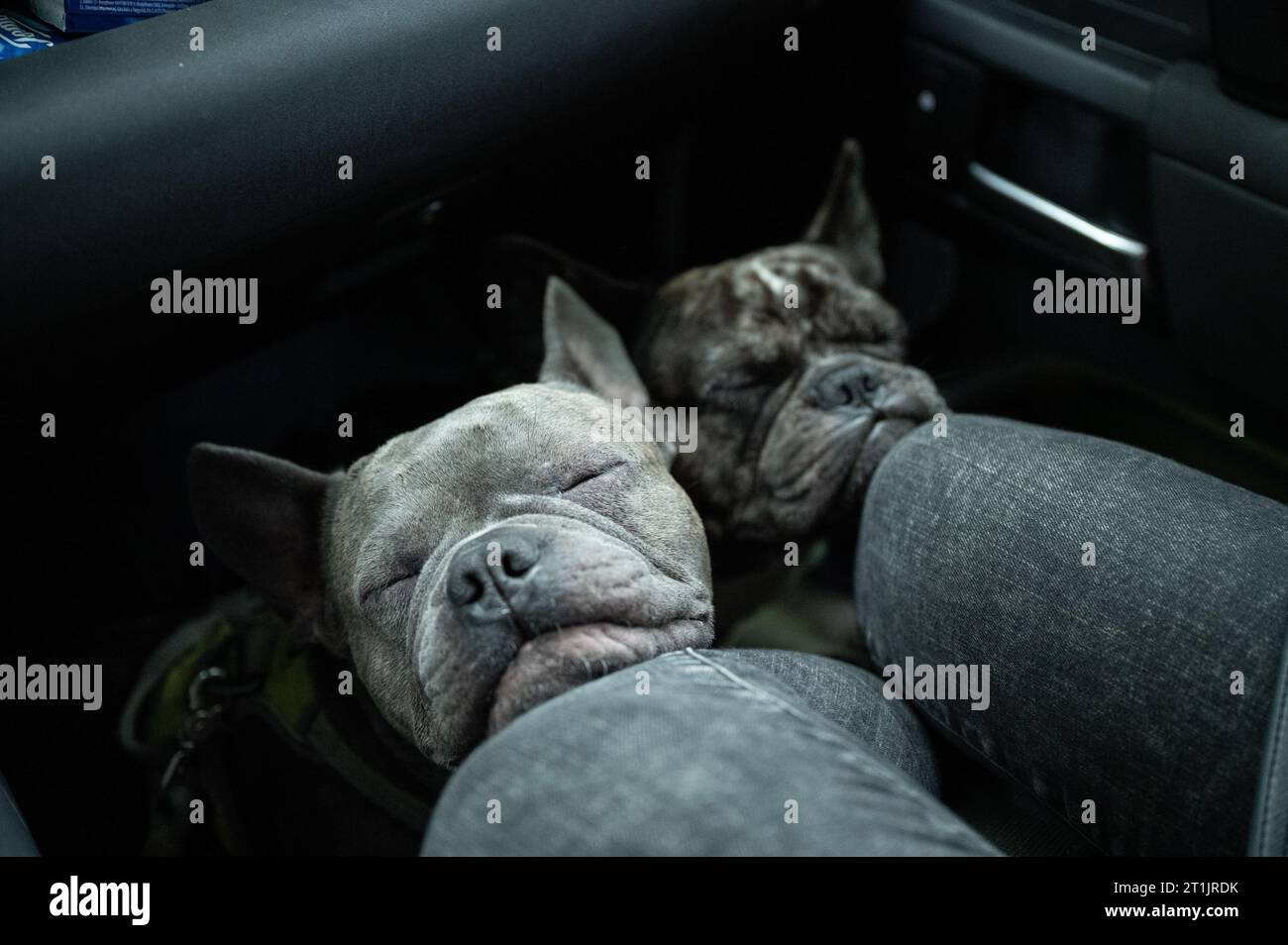 Two french bulldogs, travelling relaxed in the foot area of the