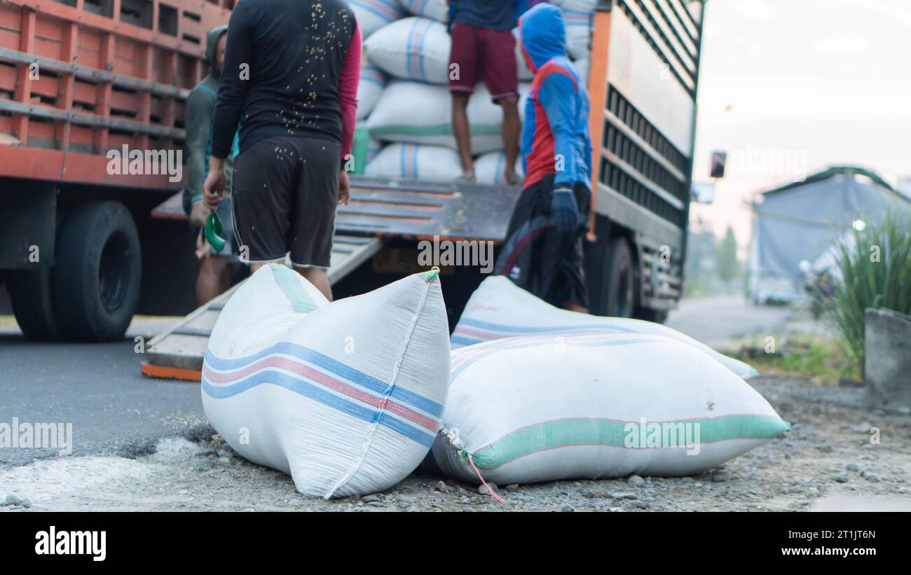 Pinrang Indonesia, October 14, 2023: Farmers' grain harvest in sacks bought by traders, afternoon in Masolo Pinrang village, Indonesian farmers Stock Photo