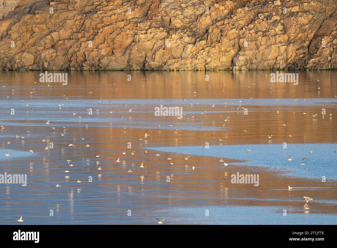 Canada, Nunavut, Northwest Passage, transiting the Bellot Strait. Hundreds of Northern Fulmars. Stock Photo