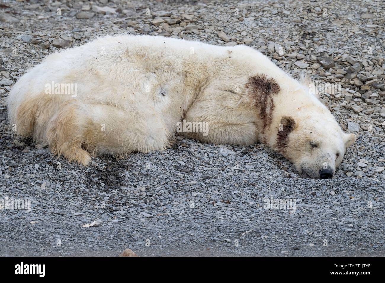 Canada, Nunavut, Coningham Bay. Dead polar bear that has been shot in the head and neck. Stock Photo