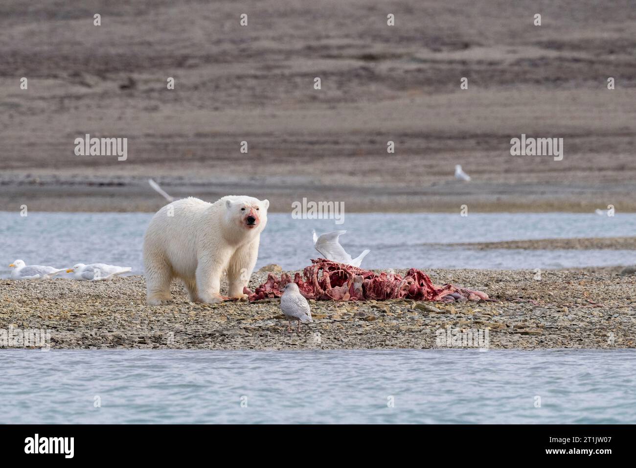 Canada, Nunavut, Coningham Bay. Polar bear feeding on a beluga whale carcass. Stock Photo