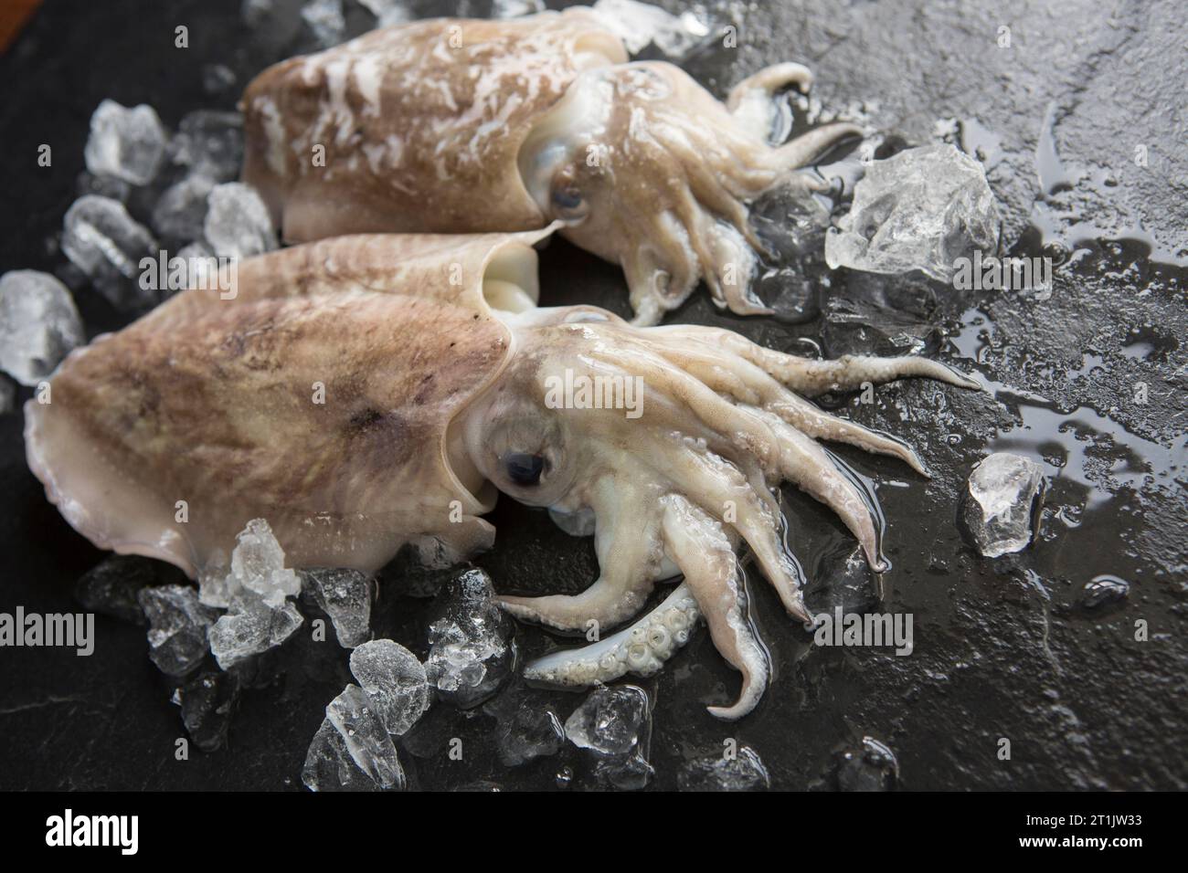 Raw Cuttlefish, Sepia officinalis, caught in the English Channel. Dorset England UK GB Stock Photo