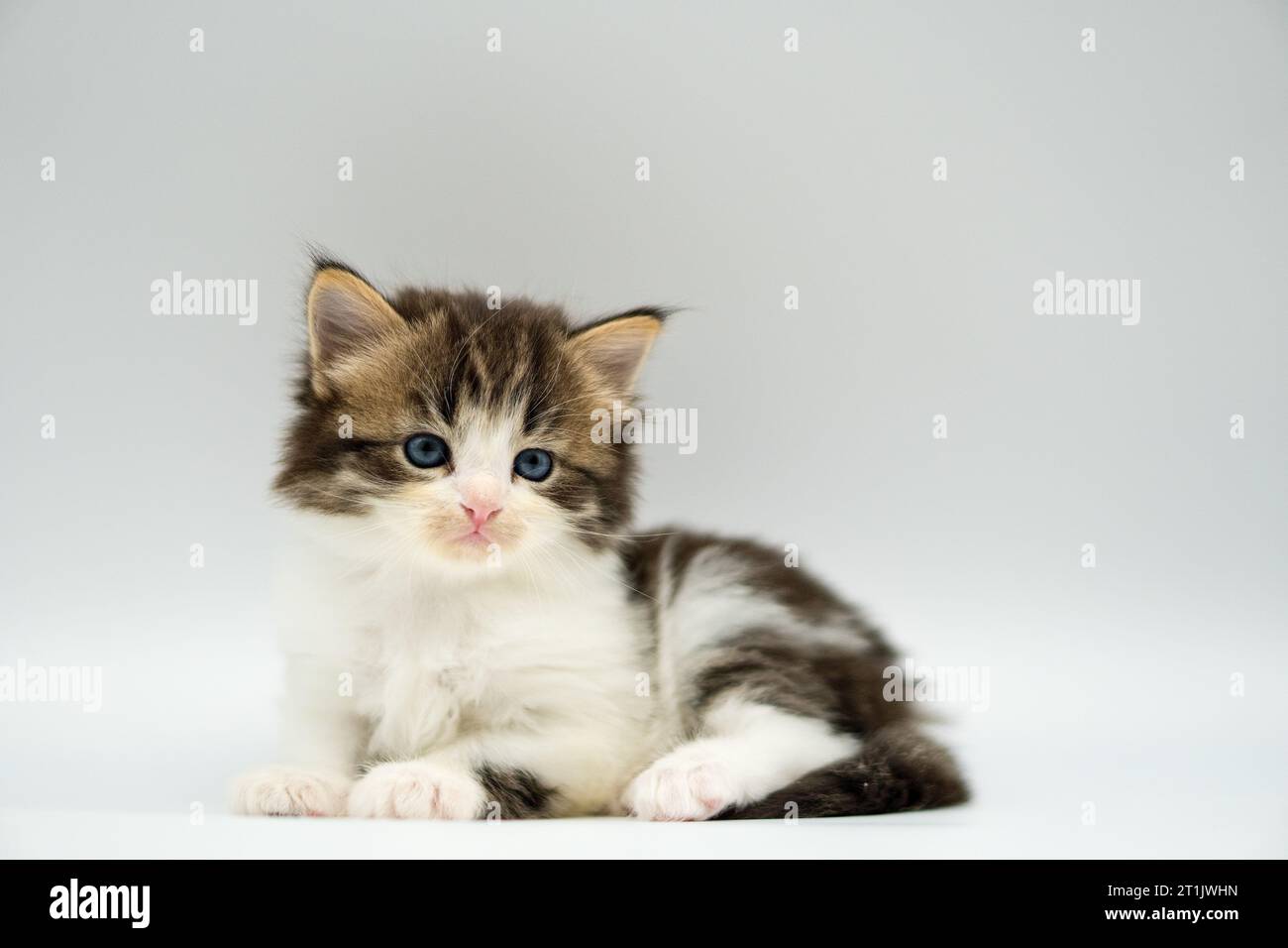 Siberian cat on white backgrounds Stock Photo