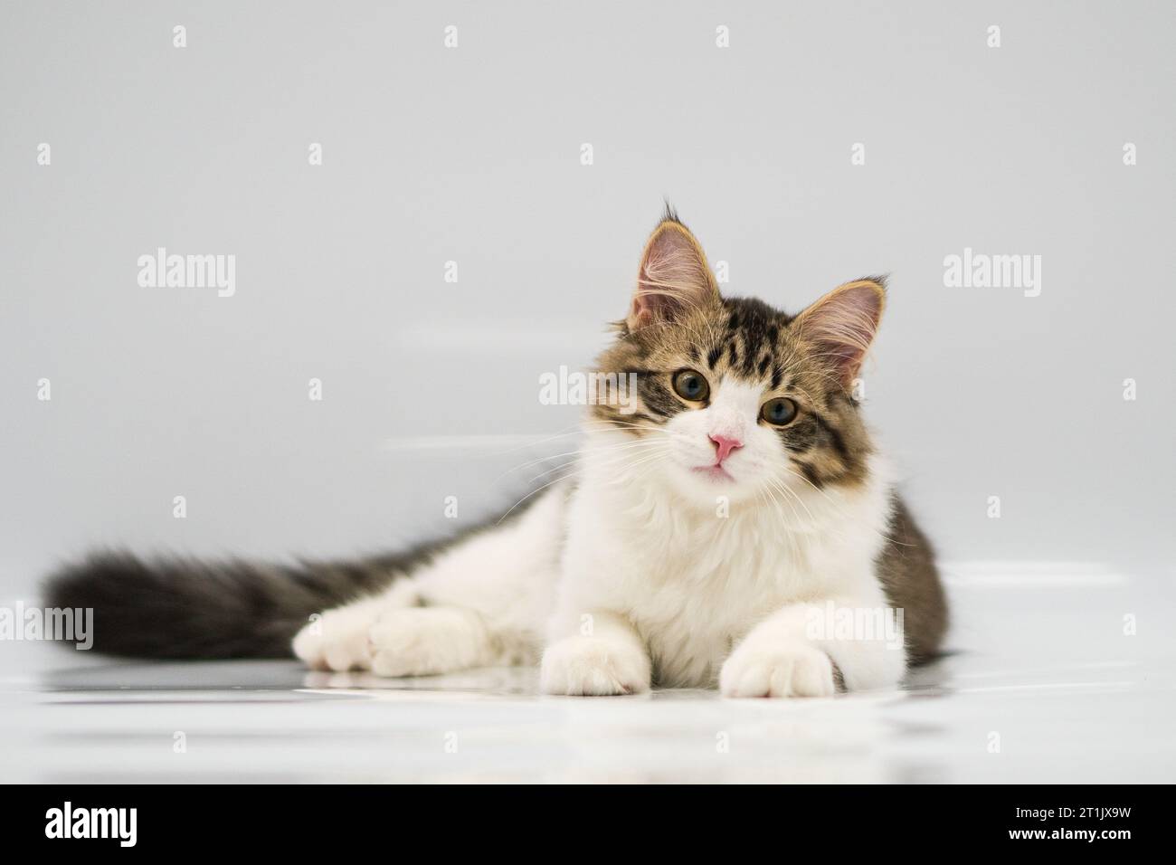 Siberian cat on white backgrounds Stock Photo