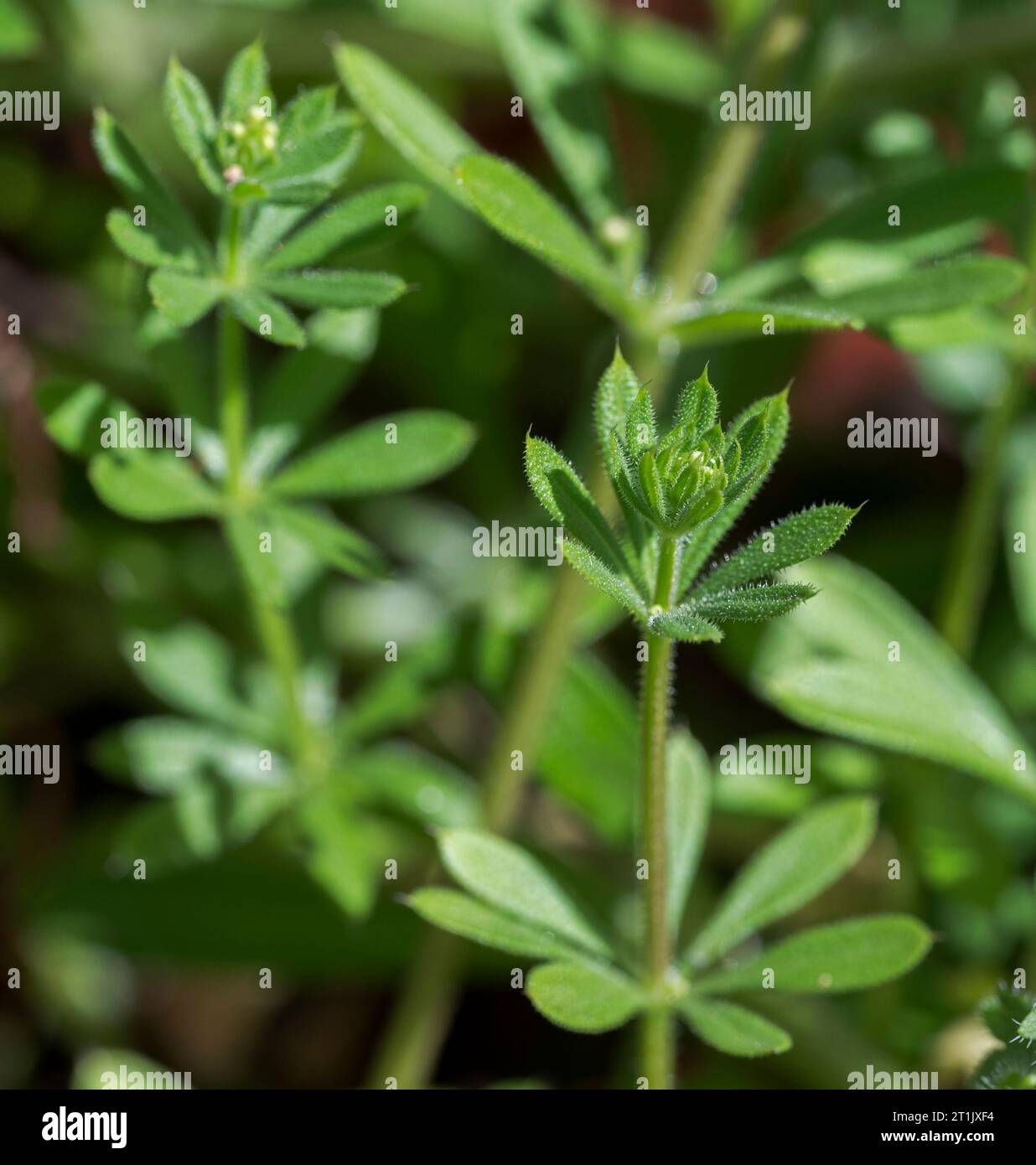 Cleavers, Galium aparine. It is an annual plant of the family Rubiaceae