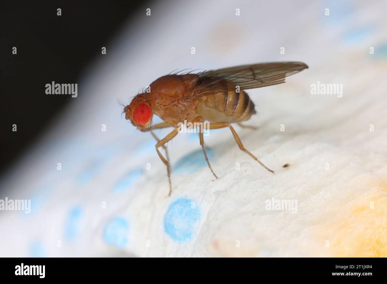 Single fruit fly (drosophila melanogaster) on a kitchen paper towel