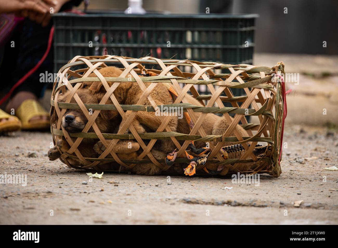 Puppies for sale at the Farmers Bac Ha Farmers Market in North Vietnam