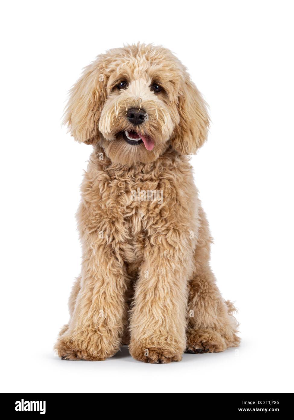 Cream hotsell colored labradoodle