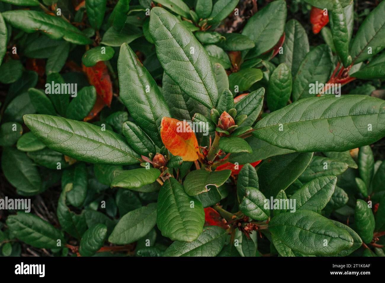 Heather evergreen shrub Rhododendron. Botanical background. Green and orange large leaves of the plant. Stock Photo