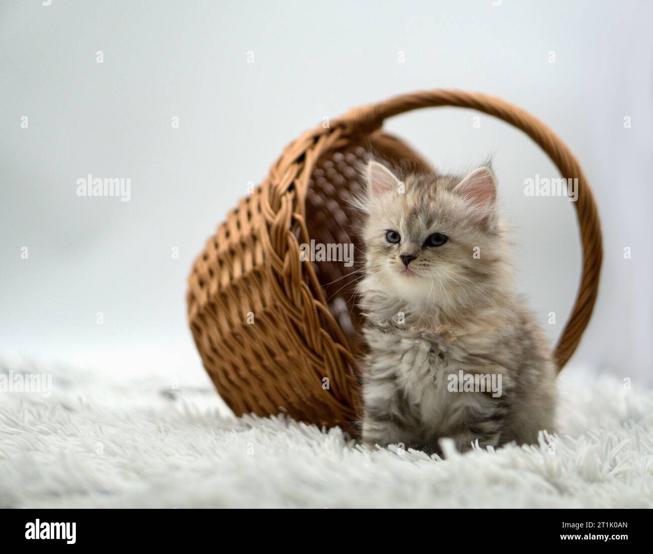Siberian cat on colored backgrounds Stock Photo