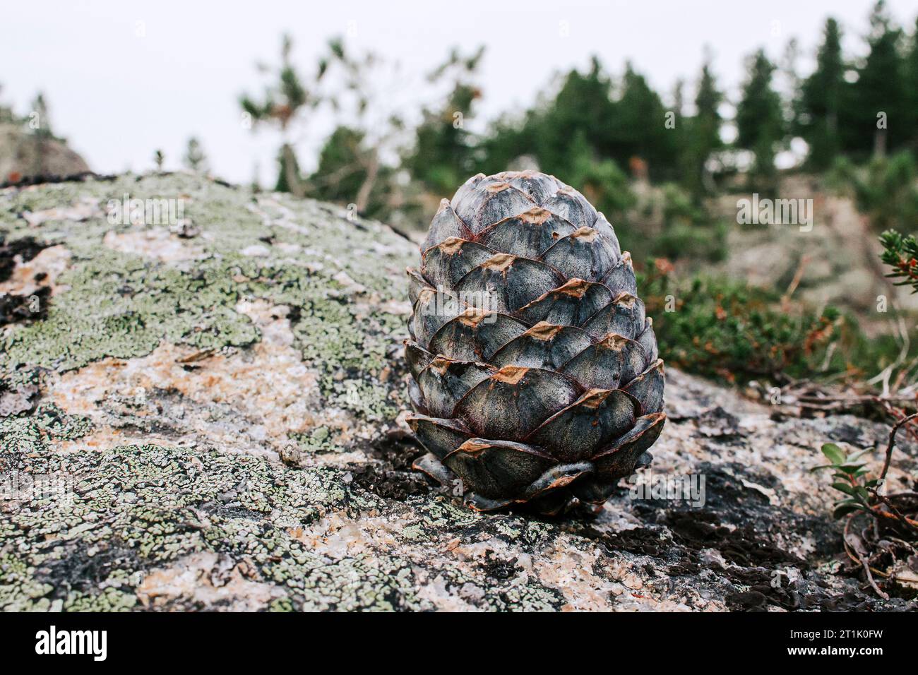 fresh pine cone stands on a stone. resinous pine cones in the wild