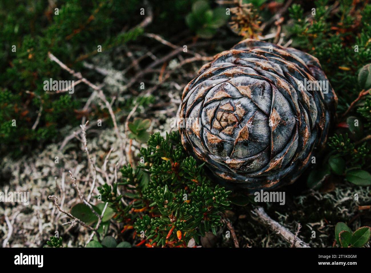 Tiny pine cone hi-res stock photography and images - Alamy