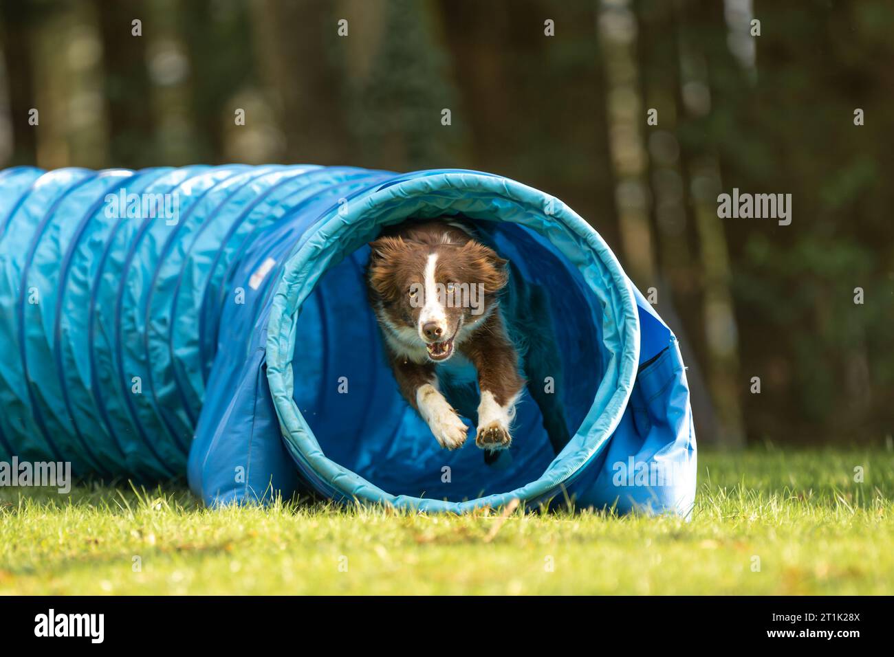 A fast Australian Shepherd dog is running through an agility tunnel