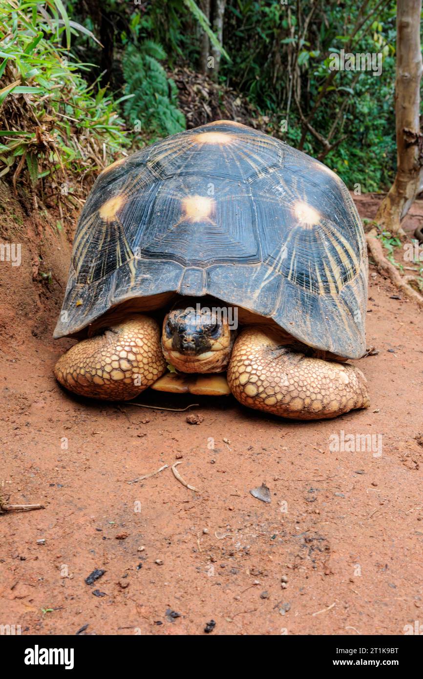 Turtle of the species Astrochelys radiata, Madagascar Stock Photo - Alamy