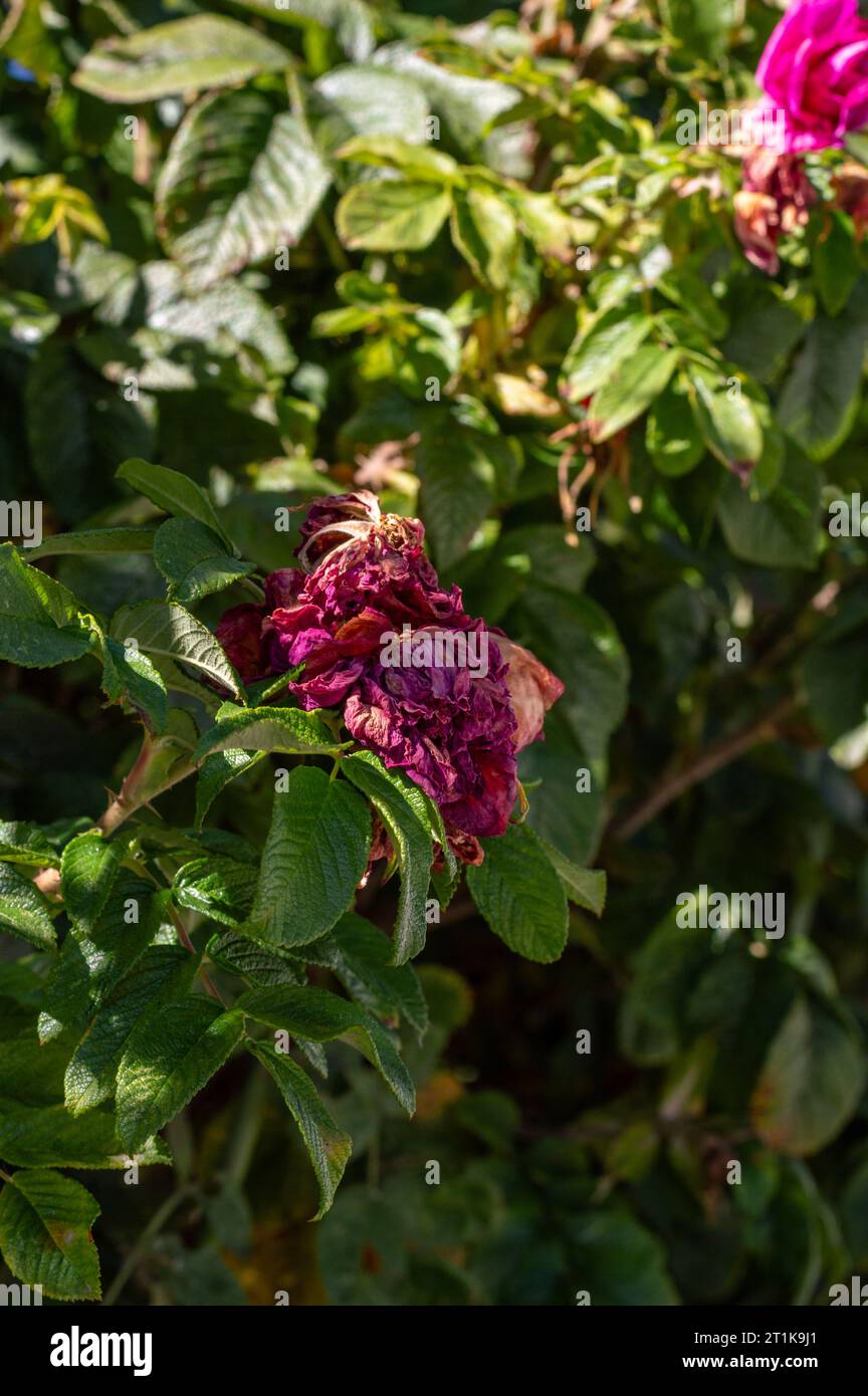 rose bush, withered rose Stock Photo - Alamy