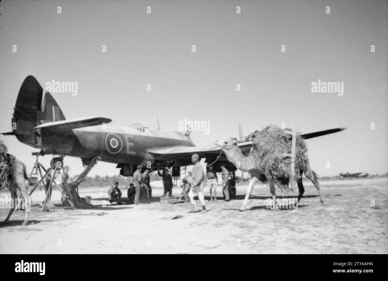 Royal Air Force Operations in the Middle East and North Africa, 1939-1943. Local Arabs and their camels pass by Bristol Beaufighter Mark VIF, X8166 'E', raised by its tail while undergoing gun maintenance and harmonisation at Castel Benito, Libya. Stock Photo