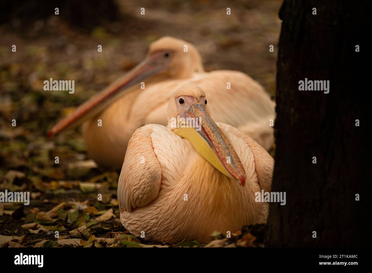 From captivity hi-res stock photography and images - Alamy