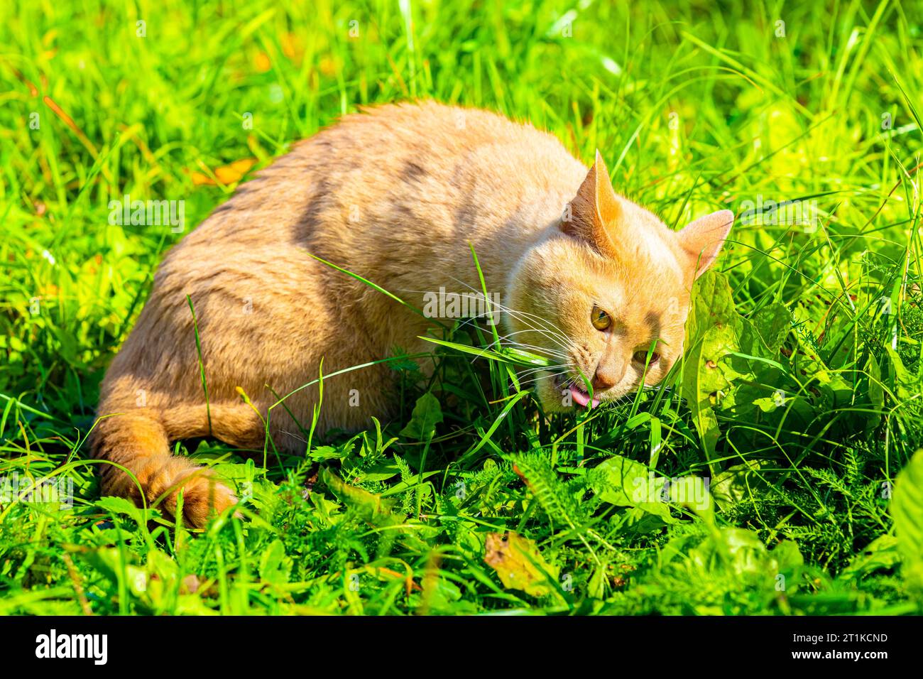 domestic cat eats green grass in the garden. vitamins for cats