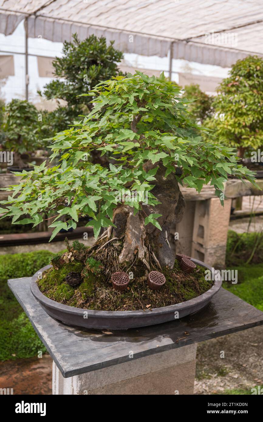 Bonsai in pots inside a plant nursery. Japanese plants. The concept for