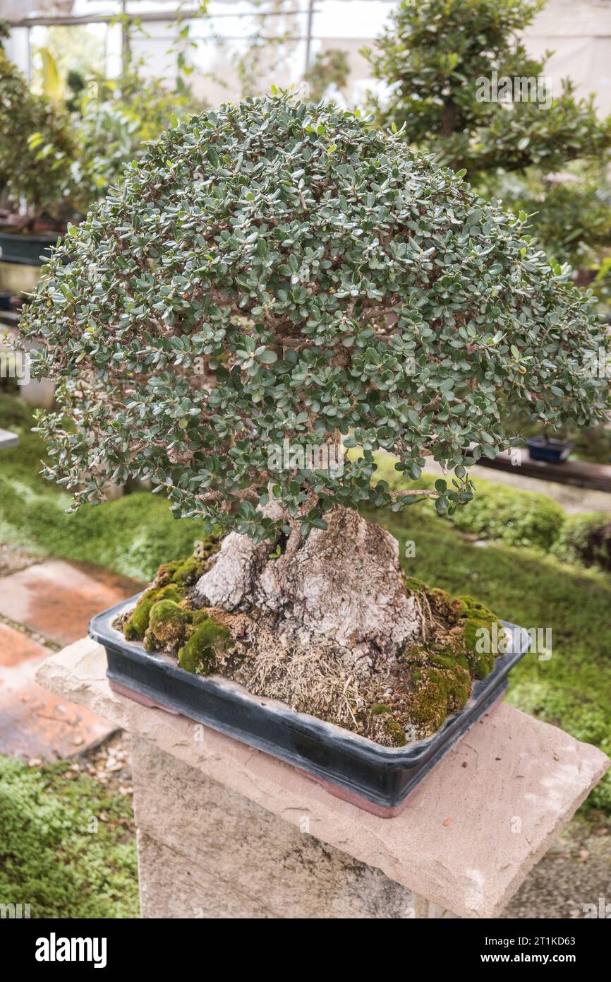 Bonsai in pots inside a plant nursery. Japanese plants. The concept for the catalog of