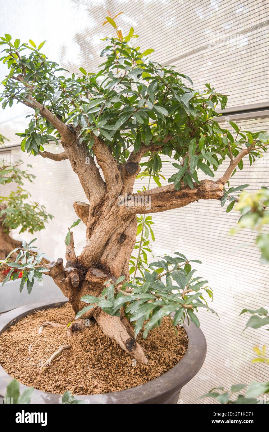 Bonsai in pots inside a plant nursery. Japanese plants. The concept for