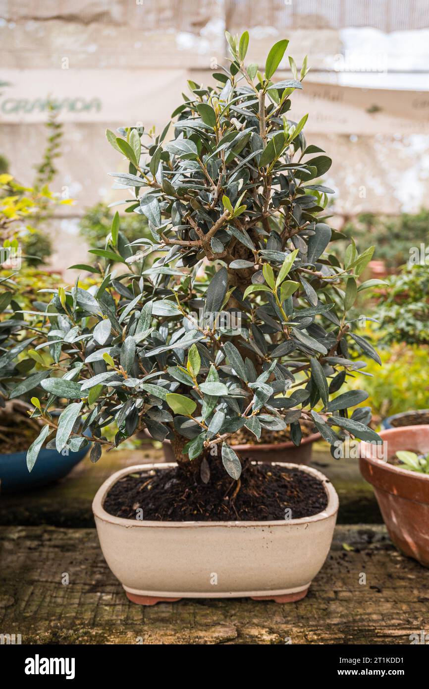 Bonsai in pots inside a plant nursery. Japanese plants. The concept for
