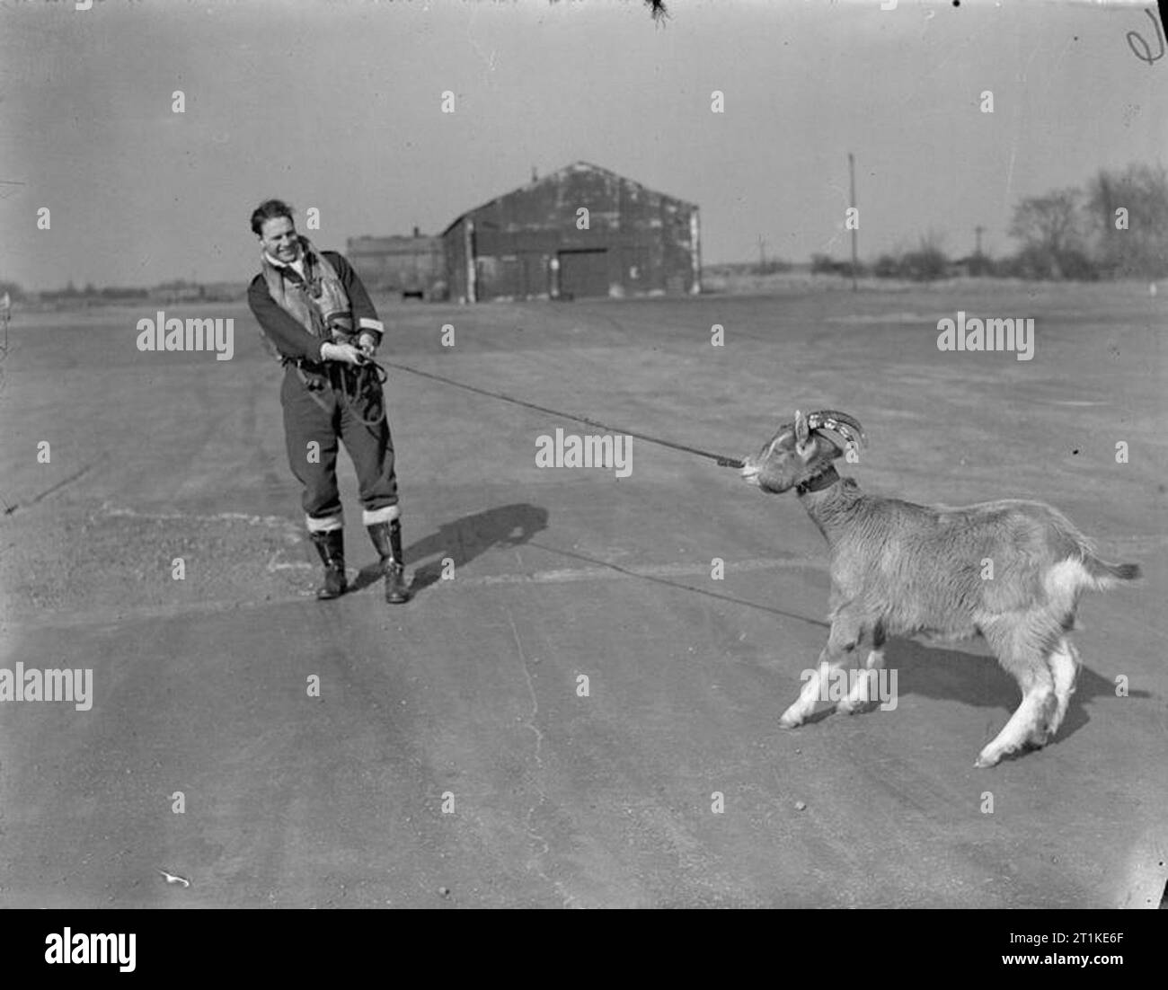 Animals in War 1939-1945 'Wing Commander Billy', the goat mascot of the Royal Air Force fighter station at Manston, 'pulls rank' over F/O P E Rew, a Typhoon pilot wishing to take him for a walk. Stock Photo