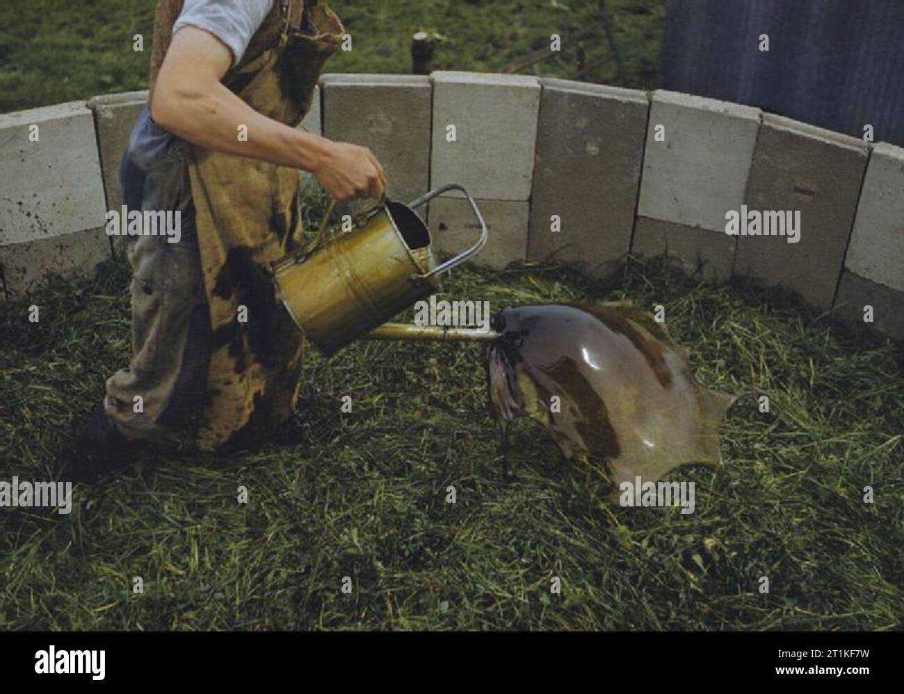 Farming in Britain during the Second World War On William Alexander's farm, Eynsford, Kent