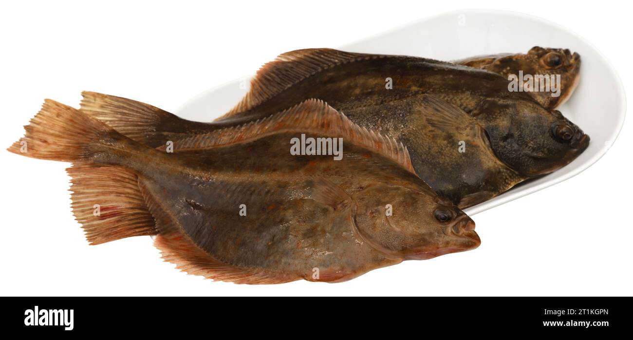Fresh Uncooked Flatfish just caught Stock Photo