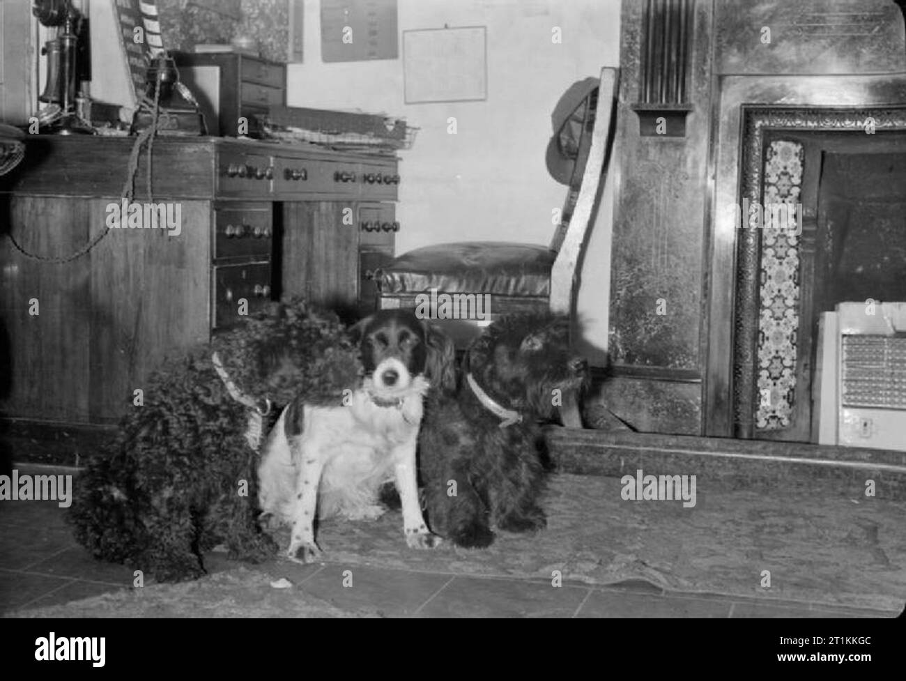 Flying Bomb- V1 Bomb Damage in London, England, UK, 1944 Three dogs sit in a row at a Mechanised Transport Corps post, somewhere in London. Stock Photo
