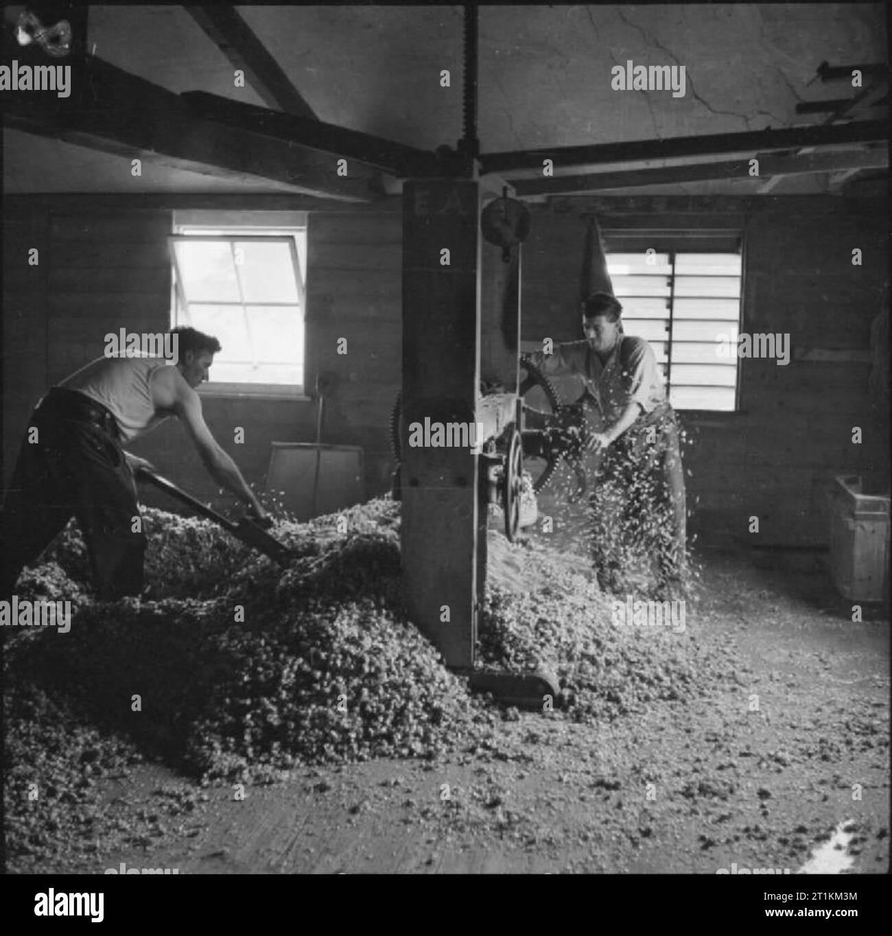 Hopping in Kent- Hop-picking in Yalding, Kent, England, UK, 1944 Two men work to compress dried hops on the press in the oast house on a hop farm in Yalding, Kent. The original caption explains the process: 'sometimes coal heated furnaces are used, the hot air from the being conveyed to the top storey of the oast house by suction fans, to blow on the hops laid out in horse hair cloths'. The hops are then compressed into sacks or 'pockets', which contain 140-150 bushels and weigh 1 and a half cwts. The pockets are then sent off to the brewer. Stock Photo