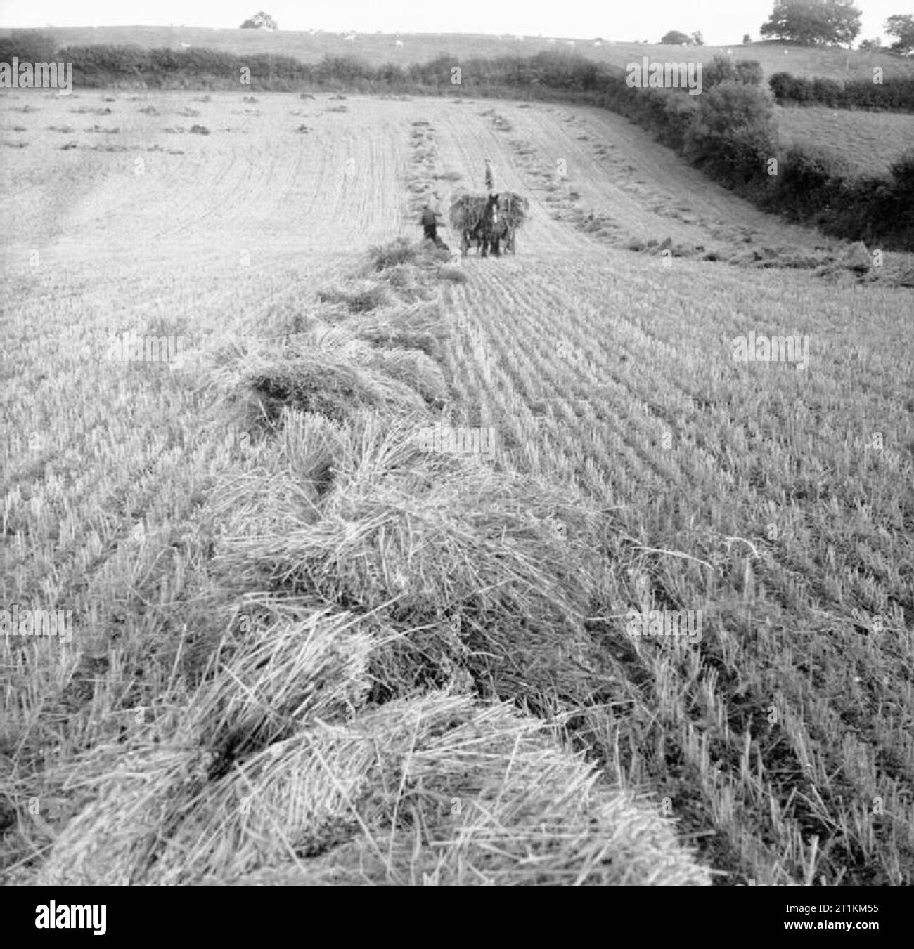 Harvesting at Mount Barton, Devon, England, 1942 Rows of corn stooks stretch across this field into the distance, waiting to be collected by the already well-laden horse-drawn hay cart that is making its way slowly towards the camera in the late evening sun. This photograph was probably taken at Hollow Moor, Devon. Stock Photo
