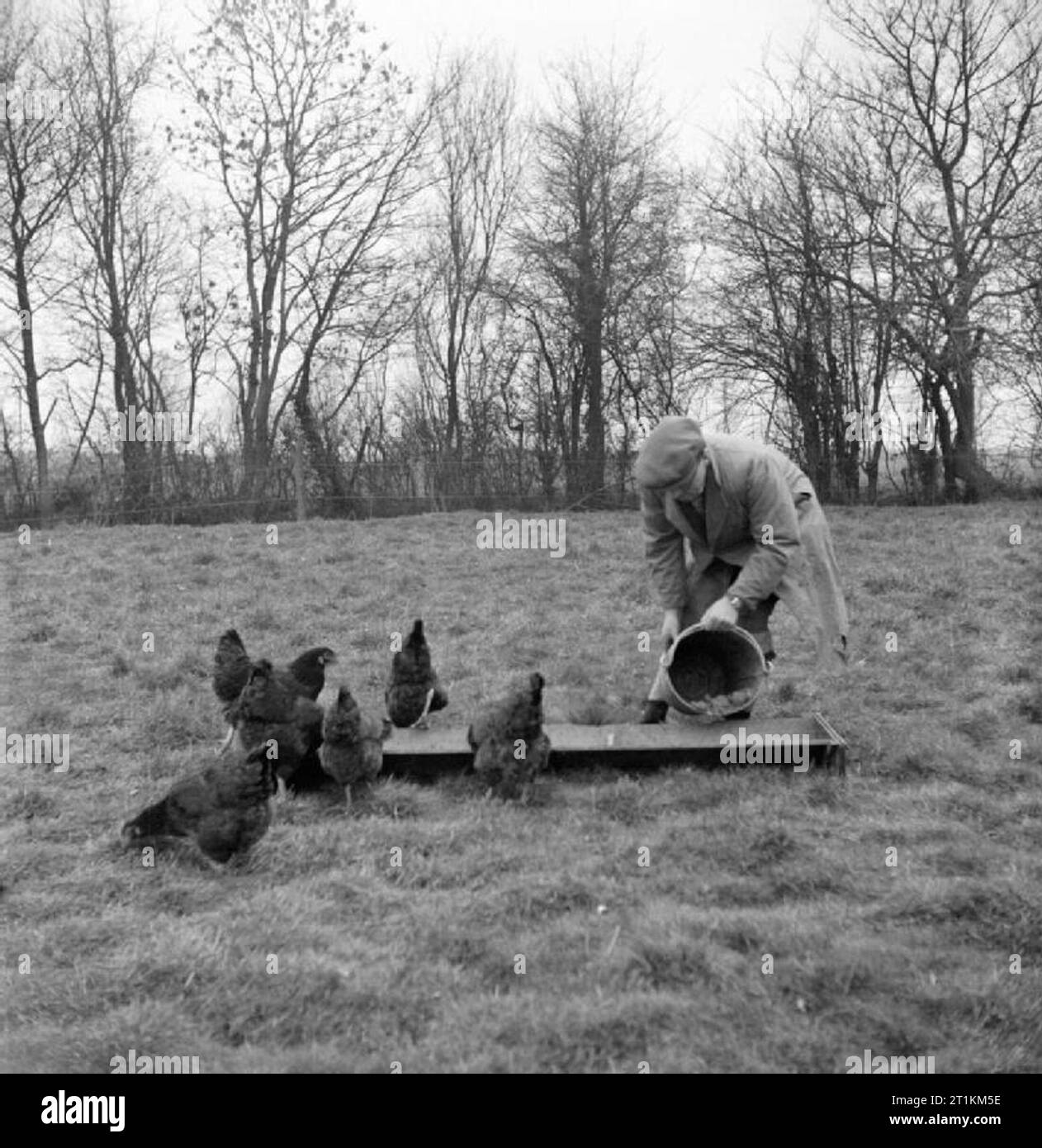 How To Keep Poultry Advice To Chicken Keepers, UK, 1944 A poultry