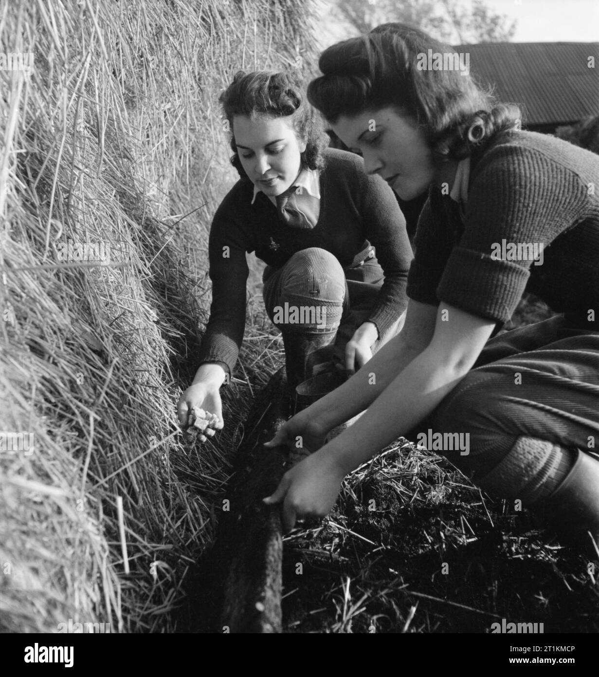 https://c8.alamy.com/comp/2T1KMCP/land-girls-audrey-prickett-and-betty-long-set-a-rat-trap-in-a-hay-stack-as-part-of-their-training-on-a-sussex-farm-during-1942-2T1KMCP.jpg