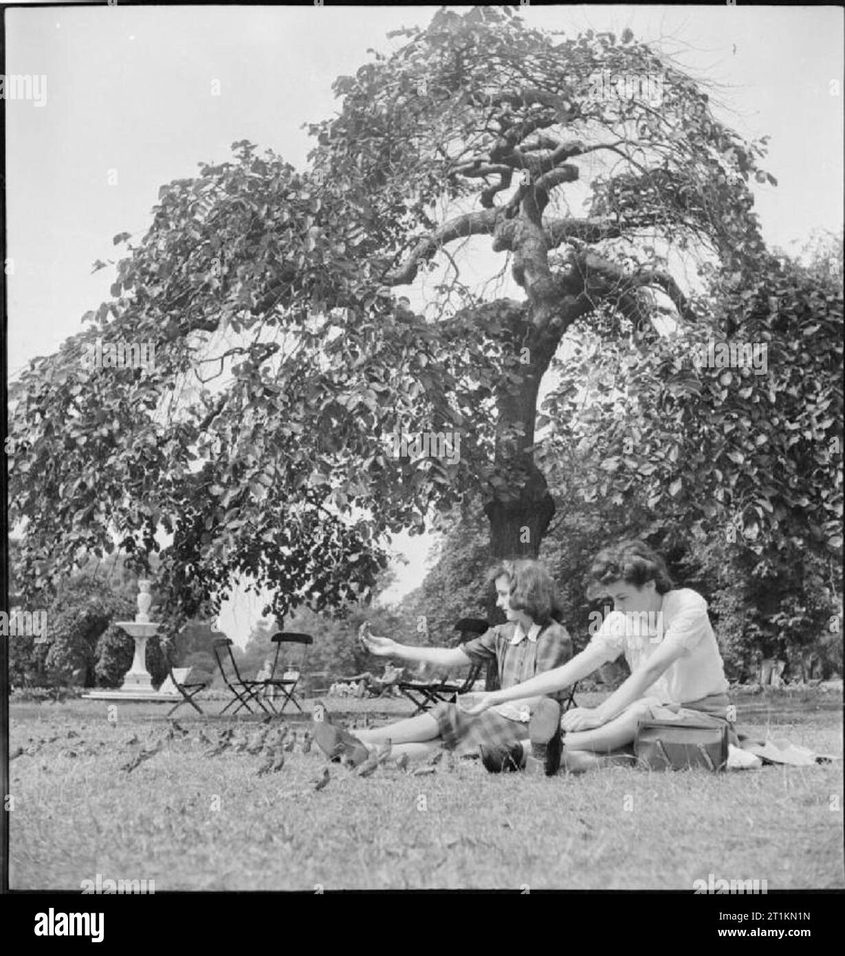 Sparrow in the sun Black and White Stock Photos & Images - Alamy
