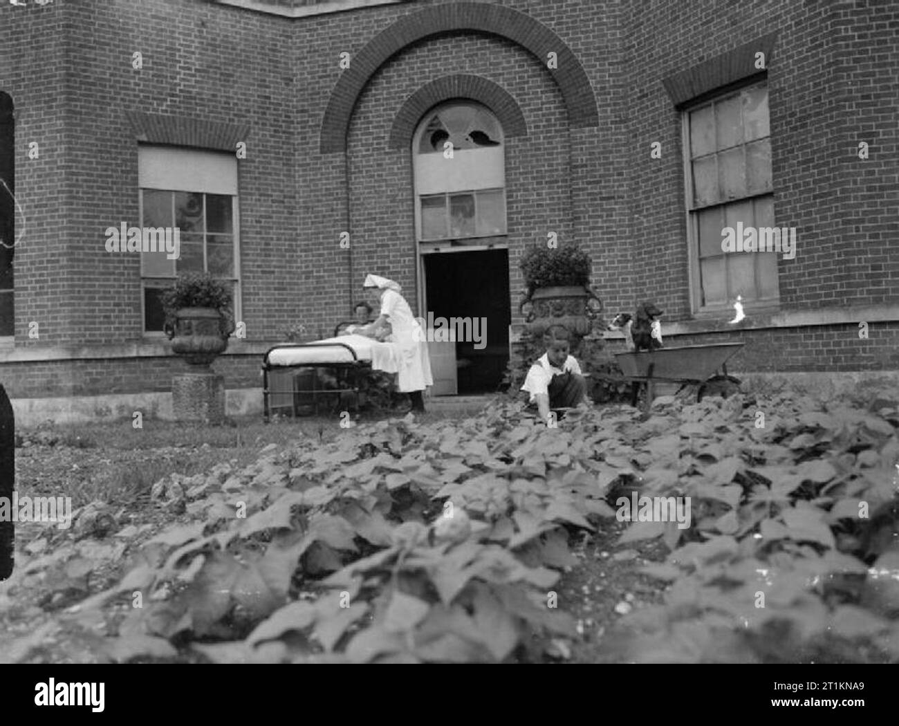 Mansion Becomes Maternity Home- Life at Brocket Hall, Welwyn, Hertfordshire, 1942 Miss E F Stock (right) tends to a large crop of beans in the grounds of Brocket Hall. Miss Stock was a Sister at City Road Maternity Hospital and now keeps the Brocket Hall hospital supplied with vegetables. Behind her, another nurse assists a new mother in a bed also set out of doors. A small dog can be seen on Miss Stock's wheelbarrow. Behind them, some blast damage to the windows of the Hall is visible. Stock Photo
