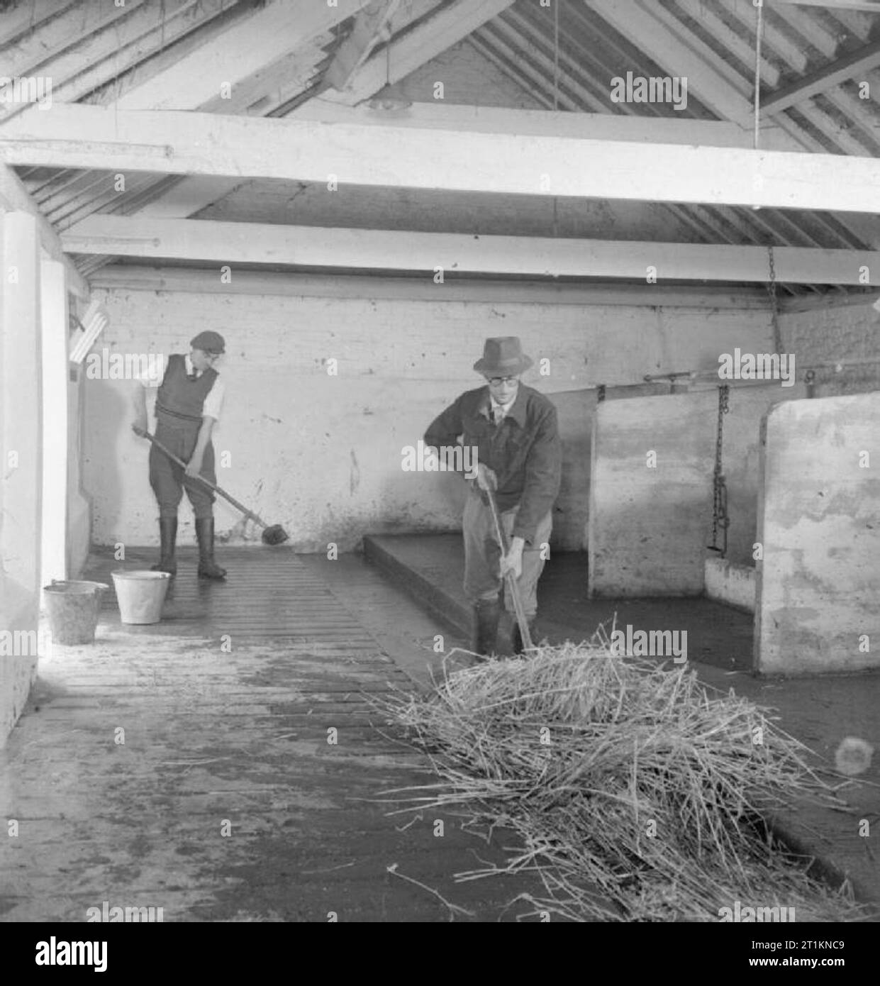 Milk Production Dairy Farming In Wartime Norfolk England UK 1944 milk-production-dairy-farming-in-wartime-norfolk-england-uk-1944