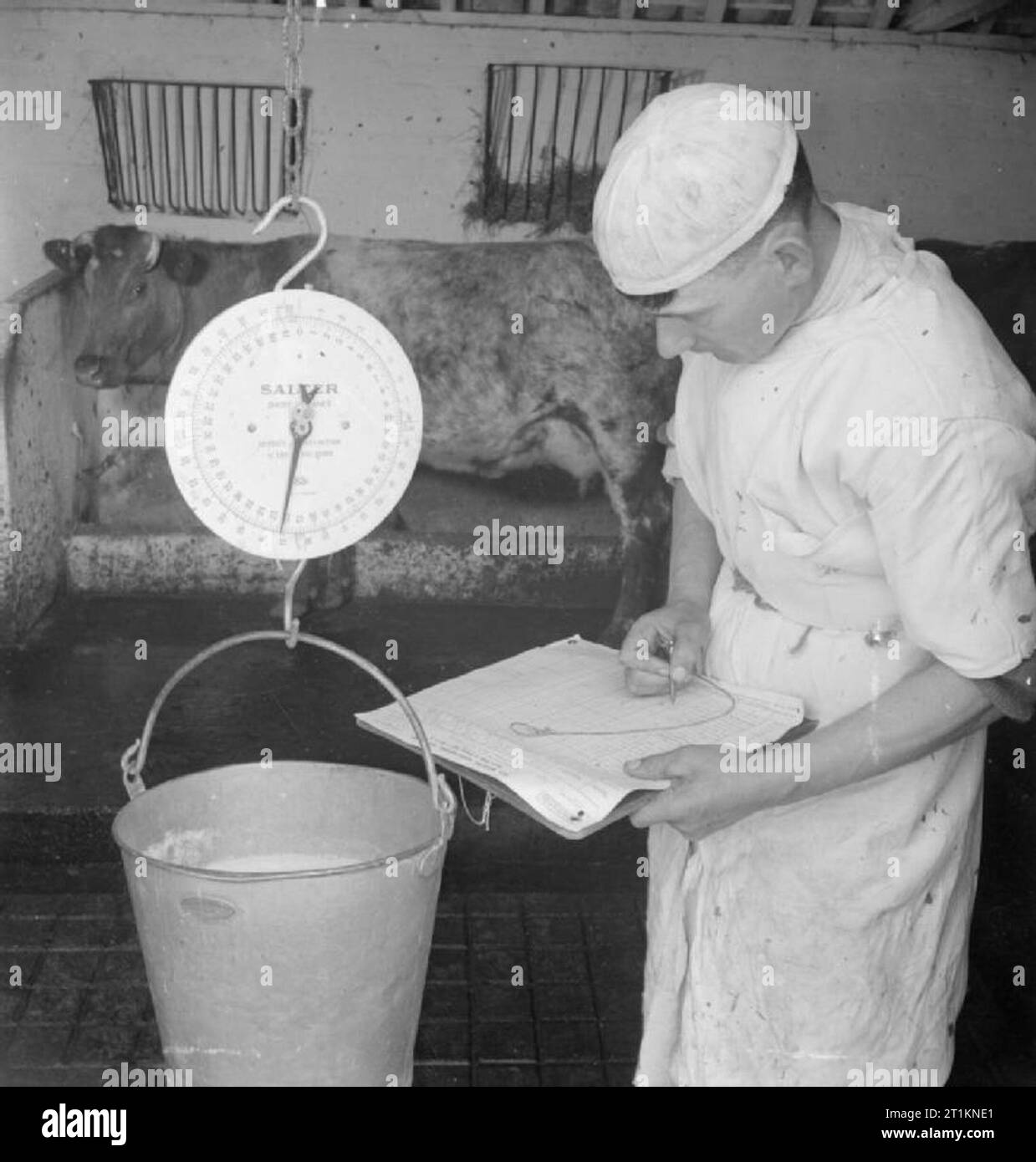 milk-production-dairy-farming-in-wartime-norfolk-england-uk-1944