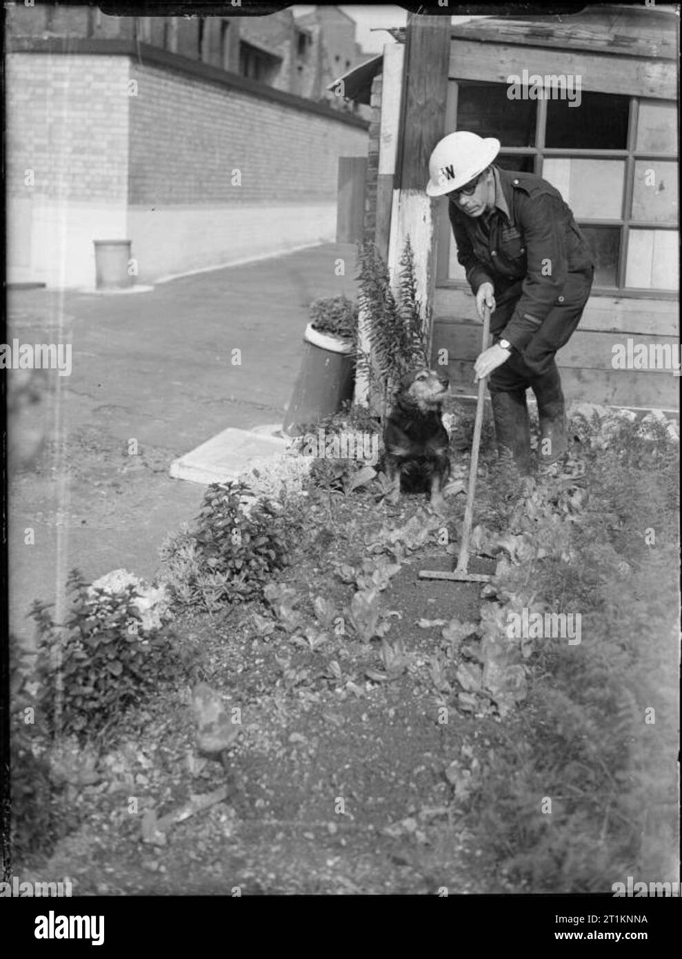 Air Raid Precautions Dog at work in Poplar, London, England, 1941 'Rip' the dog supervises the Air Raid Warden, as he hoes between the cabbages growing on the small allotment just outside their ARP post in Poplar. Stock Photo