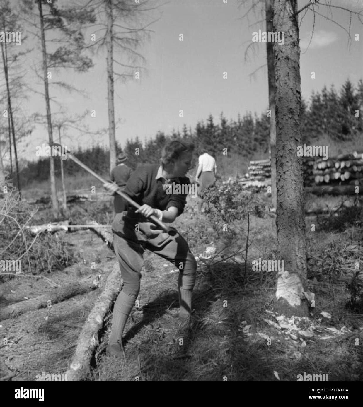 They Learn To Be Lumberjills- Women's Land Army Forestry Training, Culford, Suffolk, 1943. Stock Photo