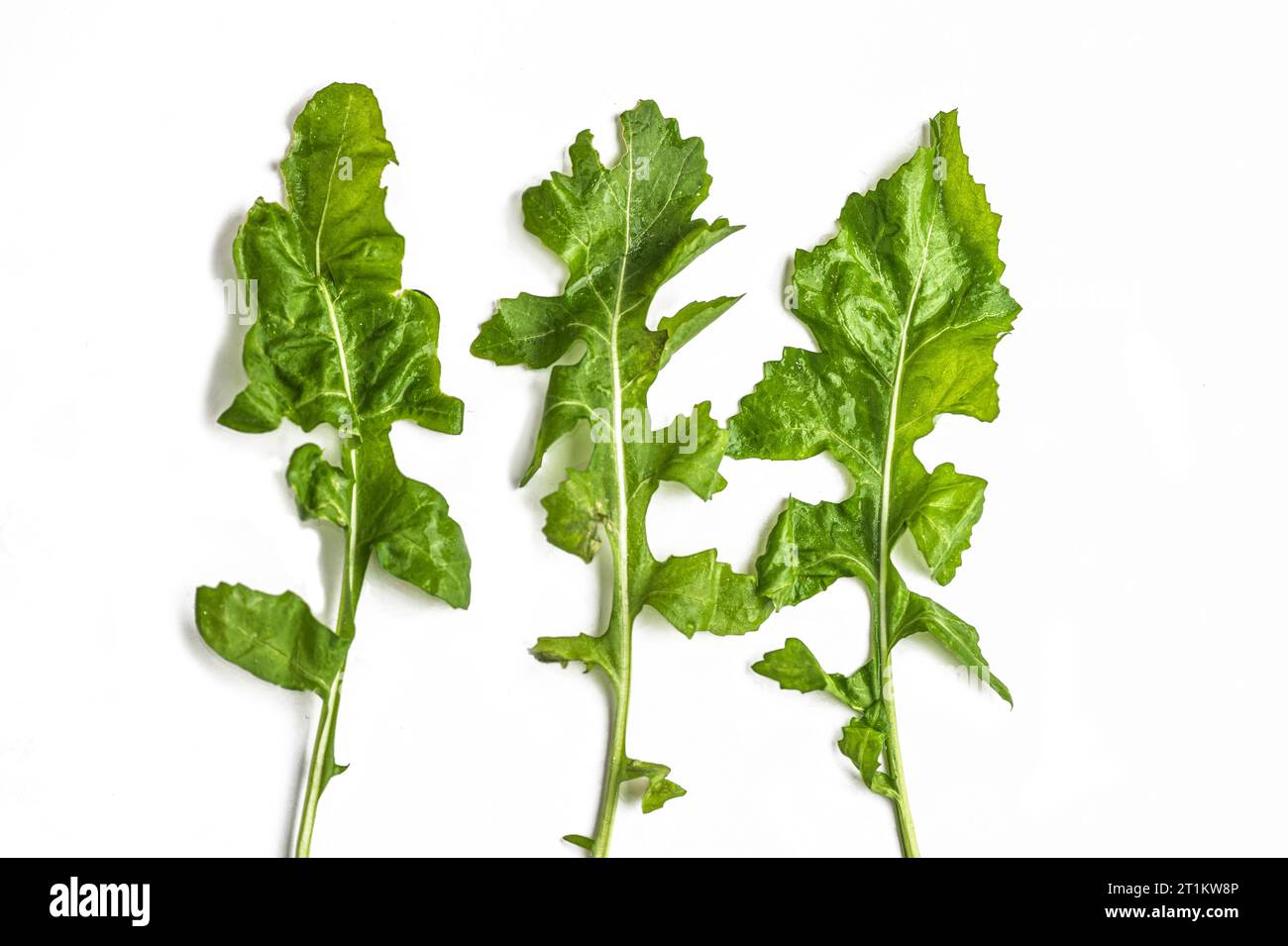 spinach leaves on white background Stock Photo - Alamy